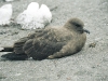 Southern Skua (Stercorarius antarctica) - Aitchoo Island, December 2003