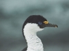 Antarctic Shag - Baileys Head, December 2003