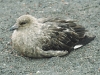 South Polar Skua - Whalers Bay, December 2003