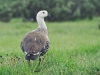 Upland Goose - Ushuaia, December 2003