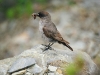 Dark-faced Ground-Tyrant - Tierra del Fuego National Park, Ushuaia, December 2003