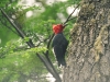 Magellanic Woodpecker - Tierra del Fuego National Park, December 2003