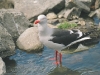 Dolphin Gull - Ushuaia, December 2003