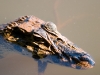 Black Caiman - Lake Cocococha, August 2004