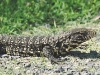 Argentine Black-and_white Tegu - Buenos Aires, Argentina, January 2004