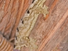 Turnip-tailed Gecko - Explorers Inn, December 2005