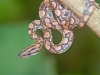 Peruvian Rainbow Boa - Explorers Inn, December 2005/January 2006