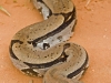 Red-tailed Boa - Puerto Maldonado, January 2006