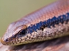 Black-spotted Skink - Explorers Inn, January 2006