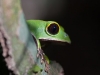 White-lined Monkey Frog - Explorers Inn, January 2006