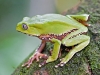 Giant Monkey Frog - Explorers Inn, January 2006