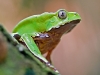 Giant Monkey Frog - Explorers Inn, January 2006