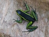 Spot-legged Poison-dart Frog - Explorers Inn, January 2006