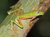 Barred Monkey Frog - Explorers Inn, January 2006