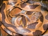 Common Cat-eyed Snake - Explorers Inn, January 2006