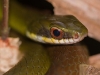 Common Swamp-snake - Explorers Inn, January 2006