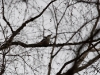 White-backed Woodpecker - Finland, March 2007