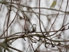 Azure Tit - Finland, March 2007