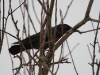 'Nordic' Eurasian Jackdaw - Finland, March 2007