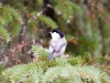 Willow Tit - Finland, March 2007