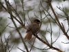 Siberian Jay - Finland, March 2007