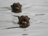 peru07-11-giant-river-otters