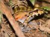 Smoky Jungle Frog - Explorers Inn, January 2007