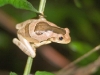 Blotched Milk Frog - Explorers Inn, January 2007