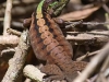 Forest Whiptail - Explorers Inn, January 2009