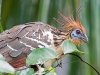 pe09-27-hoatzin