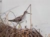 Lesser Yellowlegs - Pantanos de Villa, January 2009