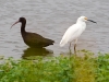 Puna Ibis and Snowy Egret - Pantanos de Villa, 31st January 2009