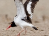 American Oystercatcher - Pantanos de Villa, January 2009