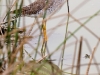 Lesser Yellowlegs - Pantanos de Villa, January 2009