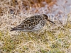 Purple Sandpiper - Longyearbyen, June 2009