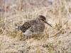 Purple Sandpiper - Longyearbyen, June 2009