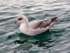 Northern Fulmar - Svalbard, June 2009