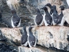 Brunnich's Guillemot - Svalbard June 2009