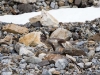 Arctic Fox - Svalbard, June/July 2009