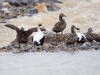 Common Eider - Longyearbyen, July 2009