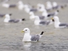 Black-legged Kittiwake - Svalbard, June/July 2009