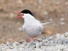 Arctic Tern - Svalbard, June/July 2009