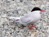 Arctic Tern - Svalbard, June/July 2009