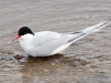 Arctic Tern - Svalbard, June/July 2009