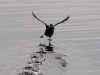 Brunnich's Guillemot - Svalbard June 2009