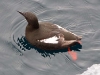 Black Guillemot - Svalbard, June/July 2009