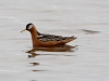 Grey Phalarope - Leifderfjorden, June 2009