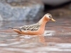 Grey Phalarope - Leifderfjorden, June 2009