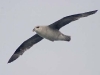 Northern Fulmar - Svalbard, June 2009