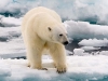 spit2706-088-polar-bear